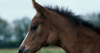 Adenitis Equina, Paperas o Moquillo Equino
