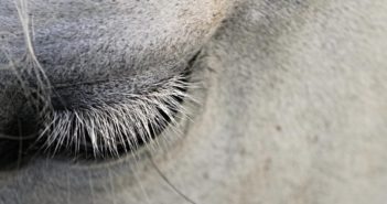 Lo que podemos aprender de los caballos