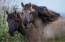 KONIC HORSE
