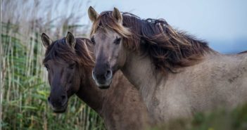 Caballos ferales en una llanura ganada al mar en Holanda KONIC HORSE