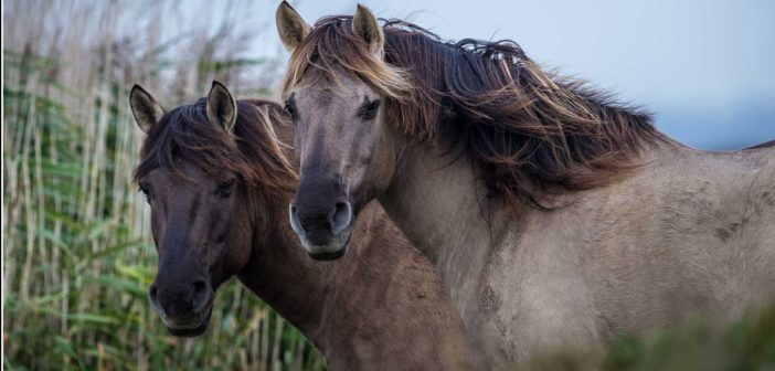 KONIC HORSE