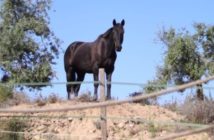 ¿Conexión emocional con tu caballo, para qué?