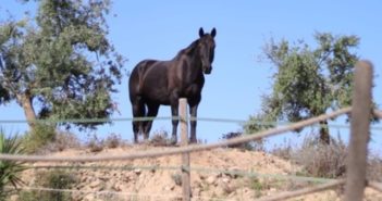 ¿Conexión emocional con tu caballo, para qué?