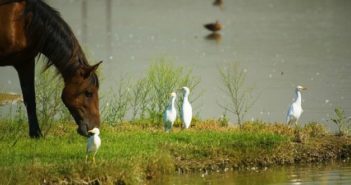 VetNova presenta APTIMA® Calming