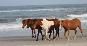 Los caballos ferales de Assateague, Maryland, provienen de un Galeón español