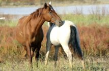 Castilla y León promueve la cria caballar por su resistencia a enfermedades