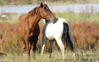 Castilla y León promueve la cria caballar por su resistencia a enfermedades