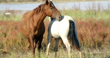 Castilla y León promueve la cria caballar por su resistencia a enfermedades