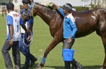 Una nueva investigación promete predecir si los caballos de raid están preparados para competir