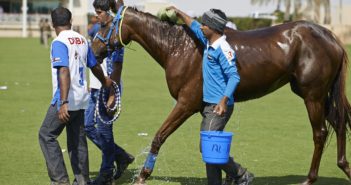 Una nueva investigación promete predecir si los caballos de raid están preparados para competir