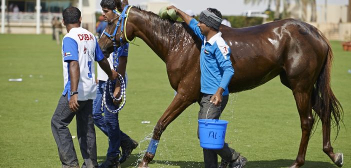 Una nueva investigación promete predecir si los caballos de raid están preparados para competir