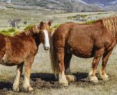 El caballo hispano bretón, raza catalogada como en peligro de extinción