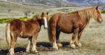 El caballo hispano bretón, raza catalogada como en peligro de extinción