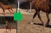 ¿Por qué falla nuestro lenguaje corporal dando cuerda a algunos caballos?