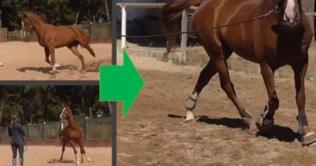 ¿Por qué falla nuestro lenguaje corporal dando cuerda a algunos caballos?