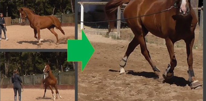 ¿Por qué falla nuestro lenguaje corporal dando cuerda a algunos caballos?