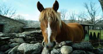 Las personalidades del caballo según Parelli