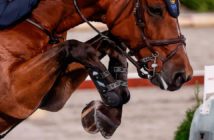 Nueva investigación sobre por qué los caballos descalzos siguen siendo más sanos que los caballos herrados