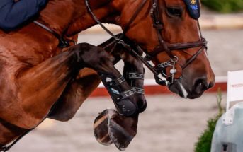Nueva investigación sobre por qué los caballos descalzos siguen siendo más sanos que los caballos herrados