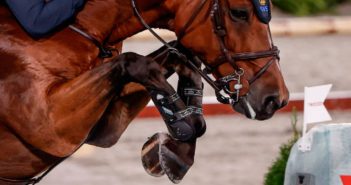 Nueva investigación sobre por qué los caballos descalzos siguen siendo más sanos que los caballos herrados