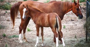 ¿Es ética la modificación genética en caballos?