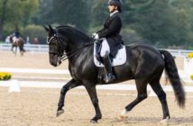 El caballo de tiro que sorprende en doma clásica