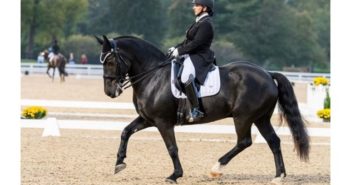 El caballo de tiro que sorprende en doma clásica