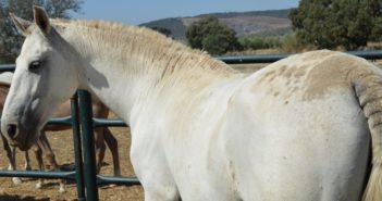 Estudio sobre la eficacia de Equderm-Plata® en caballos con dermatitis estival