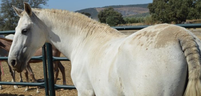 Estudio sobre la eficacia de Equderm-Plata® en caballos con dermatitis estival