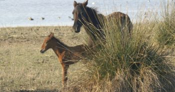 La importancia de los caballos en el Delta del Llobregat