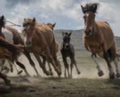 Nuevos datos sobre el ancestro de los caballos