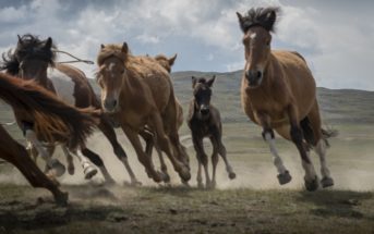 Nuevos datos sobre el ancestro de los caballos