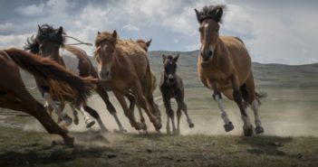 Nuevos datos sobre el ancestro de los caballos