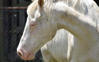 Arteritis Viral Equina, una enfermada muy contagiosa