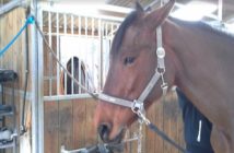 Cómo influye nuestra comunicación cuando el caballo no se sabe estar quieto