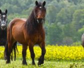 Documental educativo para evitar la crueldad hacia los caballos domésticos recauda fondos en Goteo.org