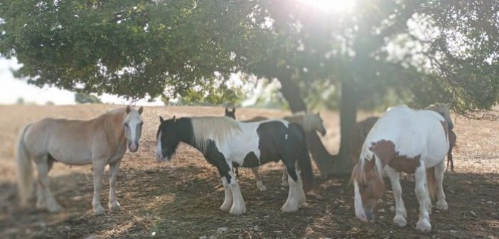 Requisitos para que tu caballo pueda vivir en un Natural Paddock, ¿qué hay que saber?
