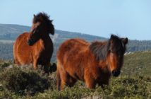 Caballo pura raza gallega
