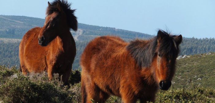 Caballo pura raza gallega