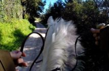 ¡Ayuda! ¡Mi caballo no va!