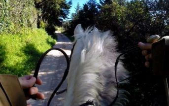 ¡Ayuda! ¡Mi caballo no va!