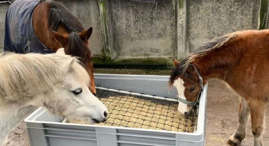 Ponis comiendo de red de heno