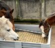 Ponis comiendo de red de heno