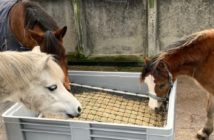 Ponis comiendo de red de heno
