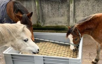 Los Pros y los Contras de usar redes de Heno: nueva información disponible Ponis comiendo de red de heno