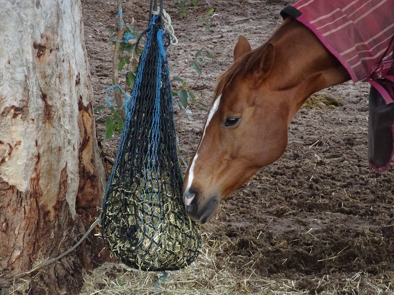 Caballo comiendo de una red de heno baja