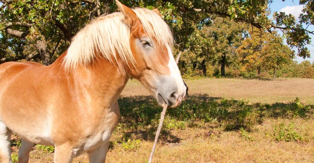 caballo con un palo