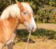 caballo con un palo