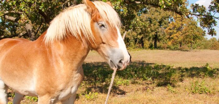 caballo con un palo