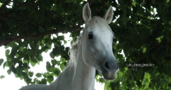 Adaptaciones para entrar en un Natural Paddock